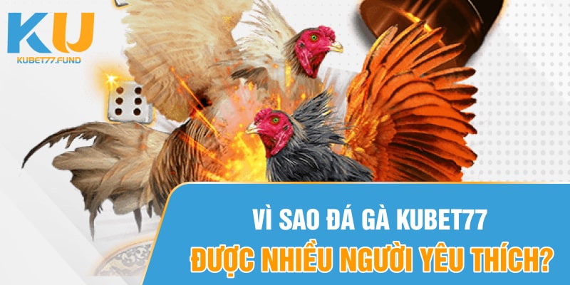 Vì sao đá gà Kubet77 được nhiều người yêu thích?
