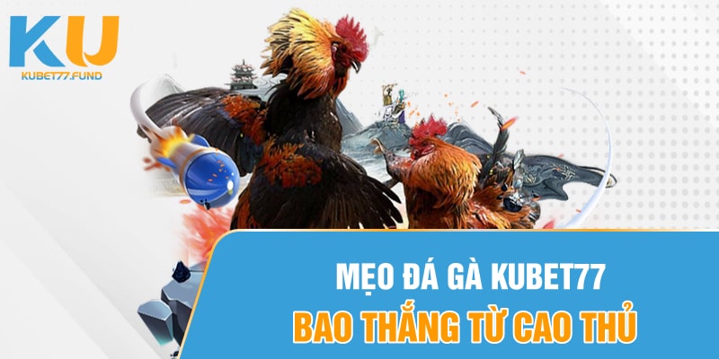 Mẹo đá gà Kubet77 bao thắng từ cao thủ